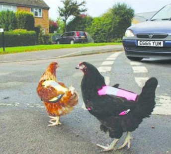 Reflective safety vest for chicken
